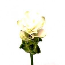 Curcuma - Pearl Bianco